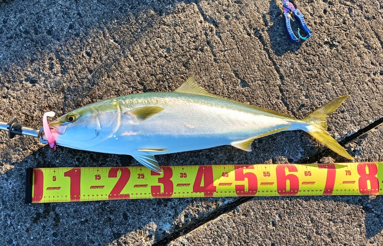 ハマチ
