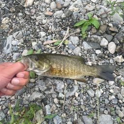 スモールマウスバス