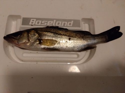 セイゴ（マルスズキ）の釣果