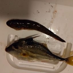 ギマ