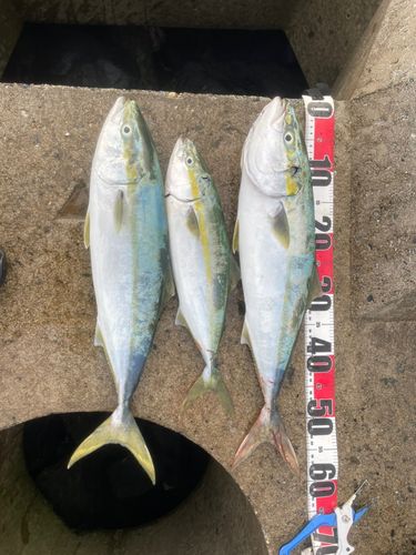 イナダの釣果