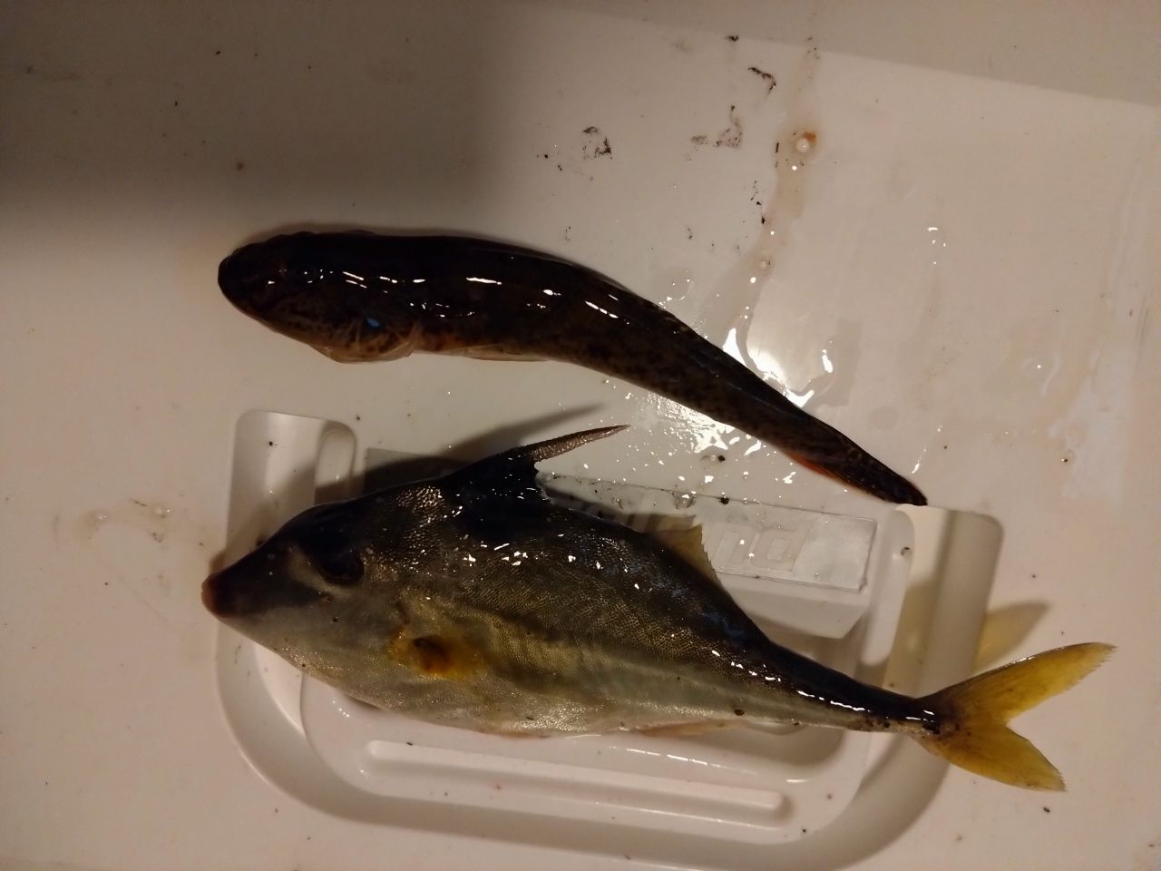 マハゼ