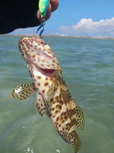 イシミーバイの釣果