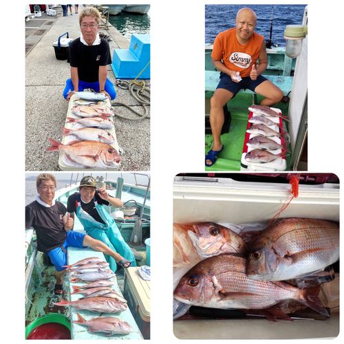 マダイの釣果