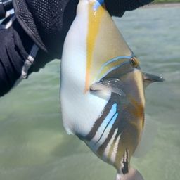 ムラサメモンガラ