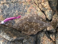ヒラメの釣果