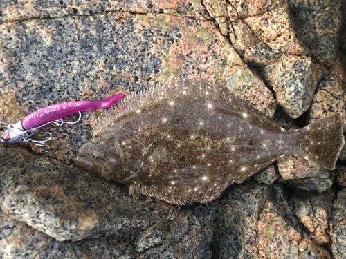 ヒラメの釣果