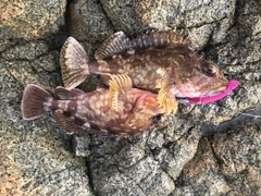 カサゴの釣果