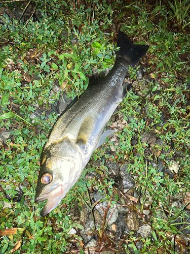 セイゴ（マルスズキ）の釣果