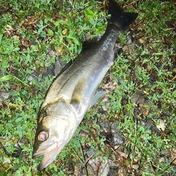 セイゴ（マルスズキ）