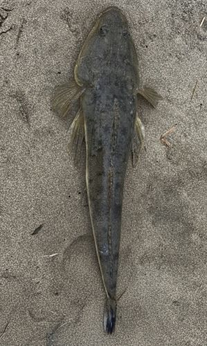 三浦海岸