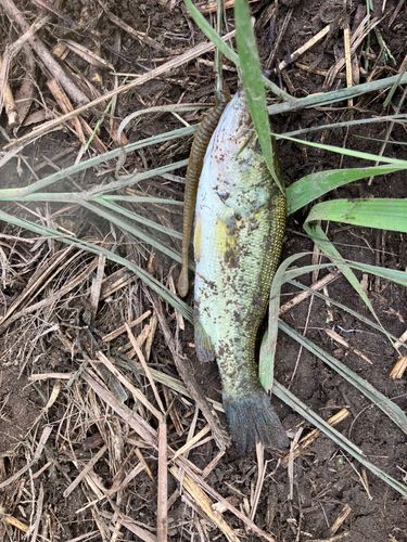 ラージマウスバスの釣果