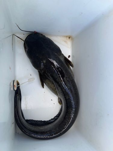 ナマズの釣果