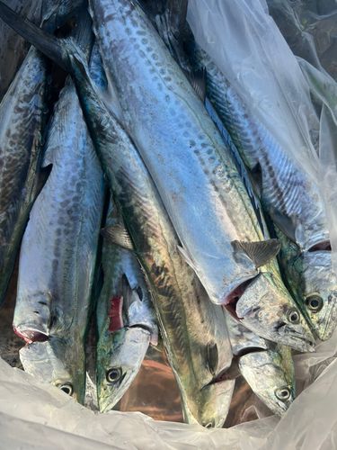 サゴシの釣果