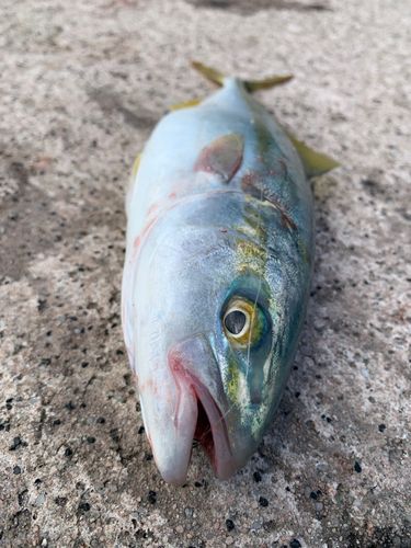 小浜湾