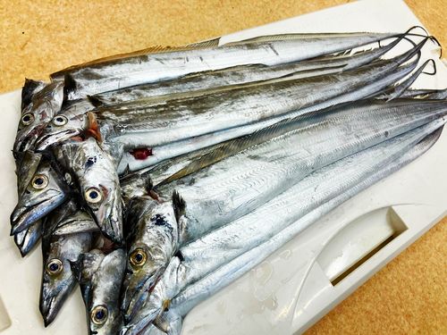タチウオの釣果
