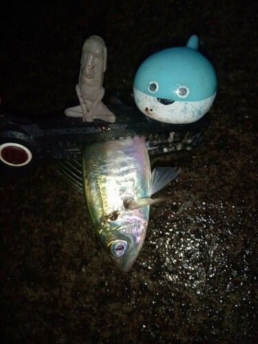 マアジの釣果