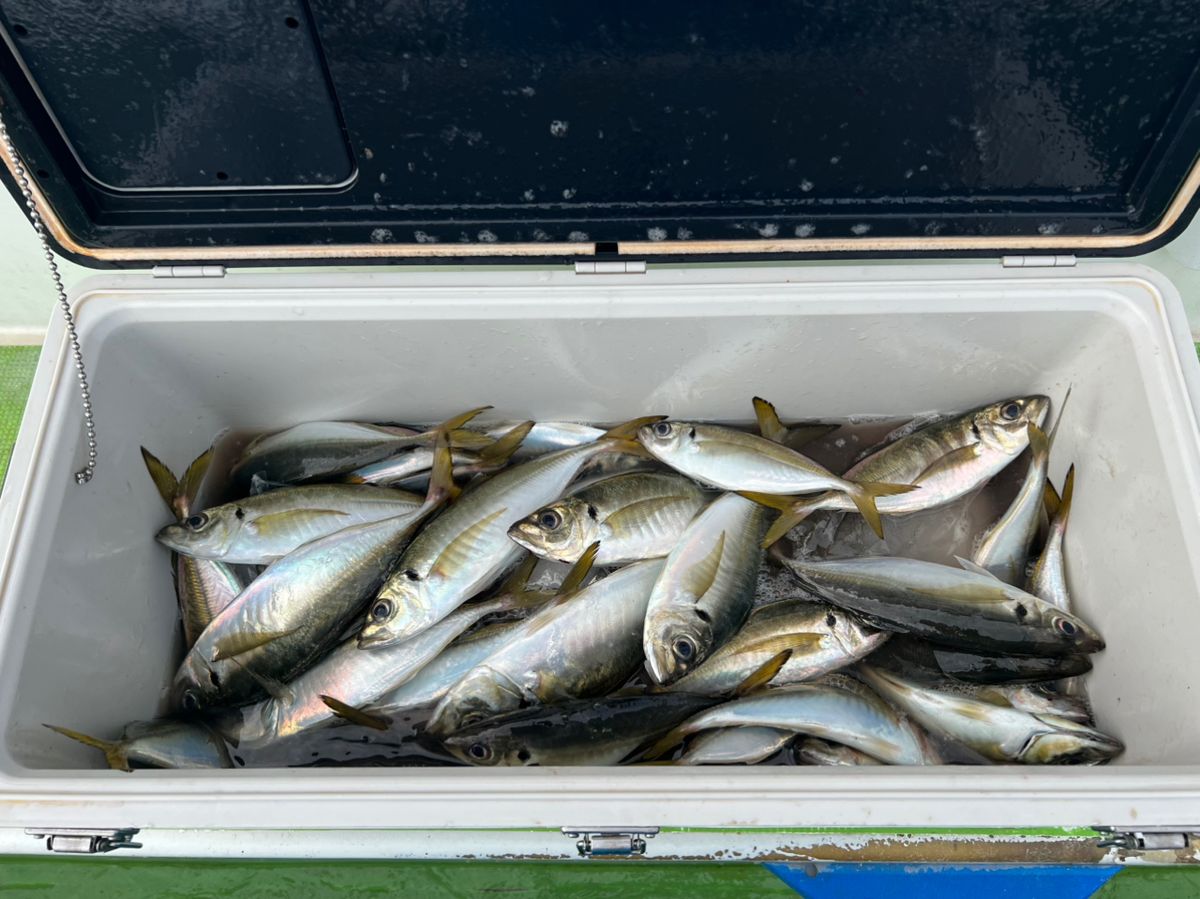 政信丸さんの釣果 2枚目の画像