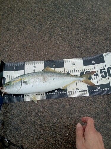 イナダの釣果