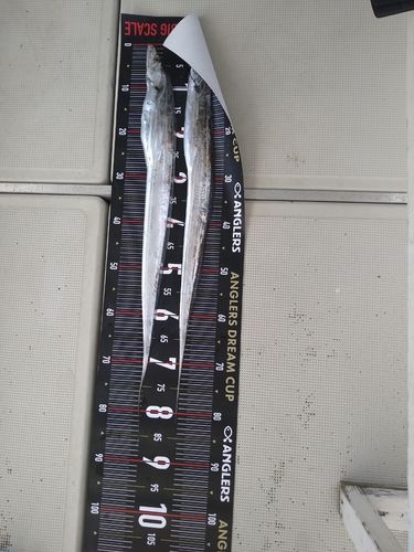 タチウオの釣果