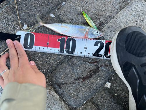 サバの釣果