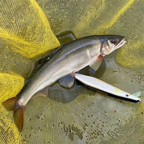 アユの釣果