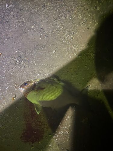 キビレの釣果
