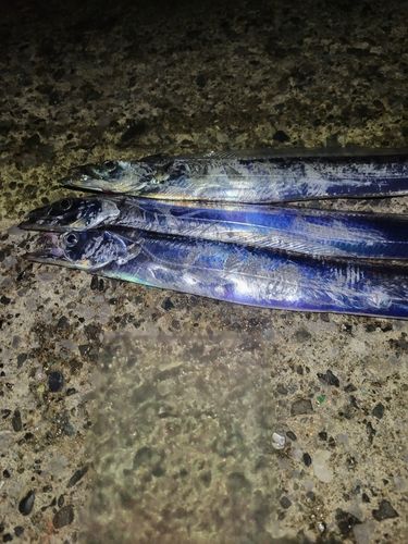 タチウオの釣果