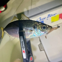 マアジの釣果
