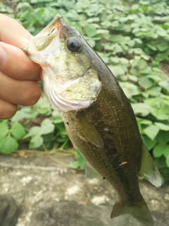 ラージマウスバスの釣果
