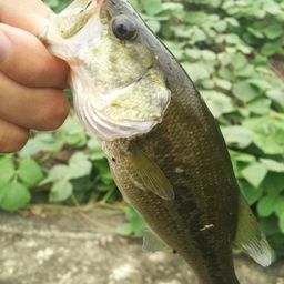 ラージマウスバス