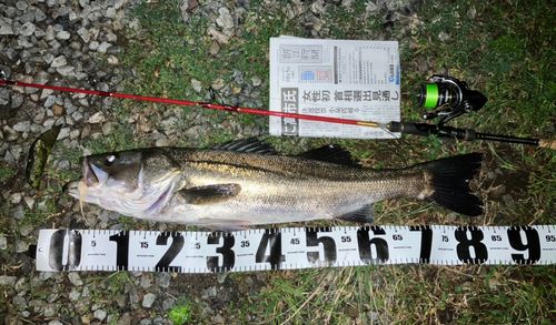 セイゴ（マルスズキ）の釣果