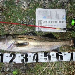 セイゴ（マルスズキ）