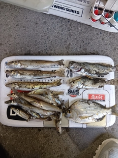 キスの釣果