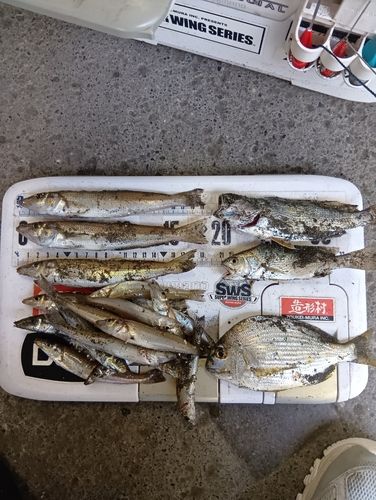 茅ヶ崎海岸