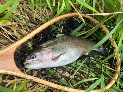 ニジマスの釣果