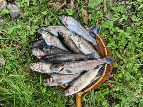 ニジマスの釣果