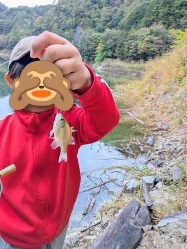 ブルーギルの釣果
