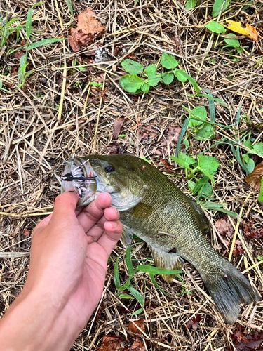 スモールマウスバスの釣果
