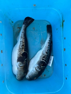 トラフグの釣果