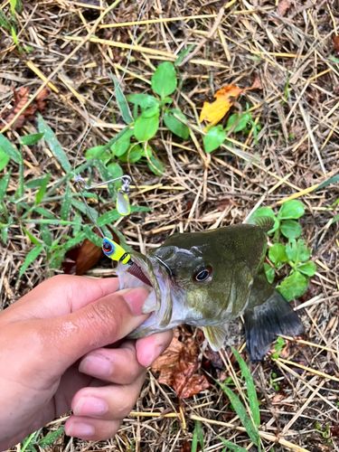 スモールマウスバスの釣果