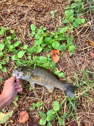 スモールマウスバスの釣果