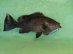 オオモンハタの釣果