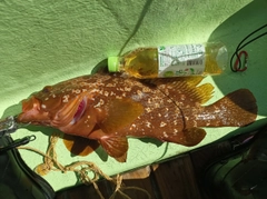 キジハタの釣果