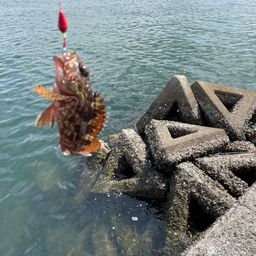 カサゴ
