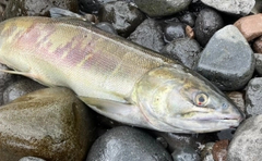 アキアジの釣果