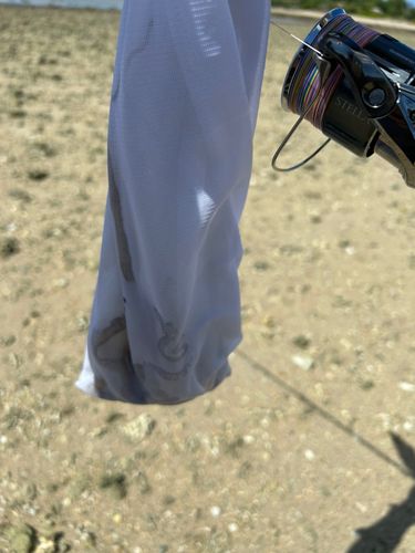 シガヤーダコの釣果