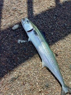 サゴシの釣果