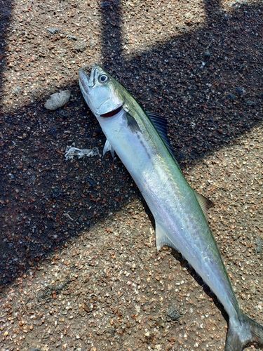 サゴシの釣果