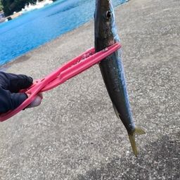 カマス